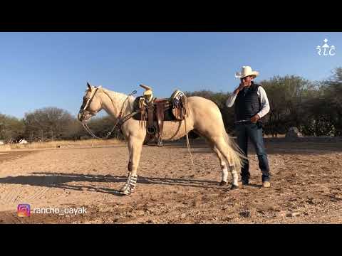 C14P3 EL CAMINO AL FUTURITY VIP - Alberto Chávez y Toño Díaz
