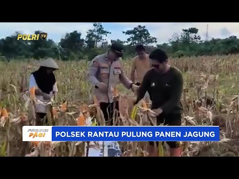 POLSEK RANTAU PULUNG POLRES KUTAI TIMUR PANEN JAGUNG WUJUD KETAHANAN PANGAN