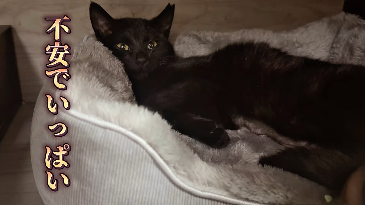 保護した子猫の体調に異変が…もしかして原因はストレス？