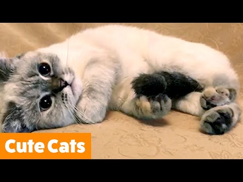 Cutest Cat Bloopers | Funny Pet Videos