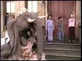 The Elephant Dance