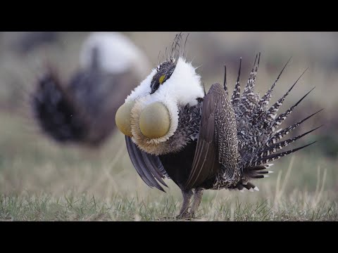 Самые странные и необычные птицы...