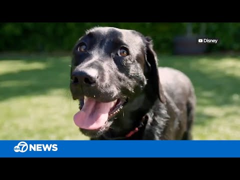 'Pick of the Litter' docu-series trailer