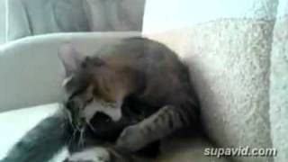 Кот в ссоре с собственными лапами