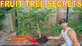 Do This NOW For Fruit Tree Success: My #1 Tip For Healthy Productive Fruit Trees