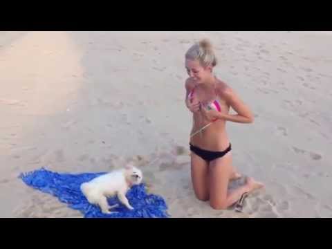 download lagu mp3 mp4 Dogs Wife Tits, download lagu Dogs Wife Tits gratis, unduh video klip Dogs Wife Tits