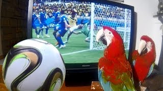 World Cup Macaws
