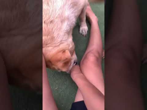 #doglover #cutedog #dogslave #reelsviralシfb #Reelsclip #reelsf #fb #reels #pet  #funny #animals