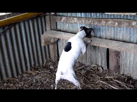 Perro Ratonero Bodeguero Andaluz cazando ratas y ratones en el gallinero