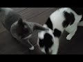 Moo Noms And Meeroows So Loud That Daisy Officially Started Hitting Him EVERY Time Now