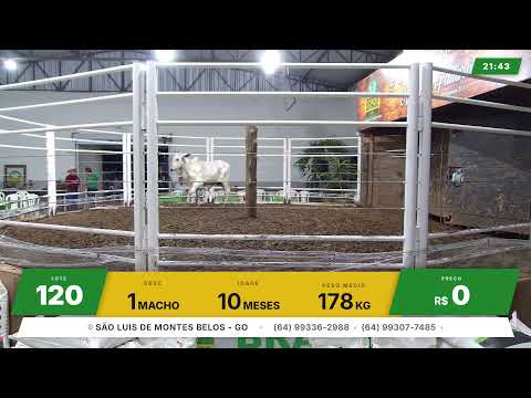 BRASIL LEILÕES - SÃO LUIS DE MONTES BELOS - GO -30/09/2026