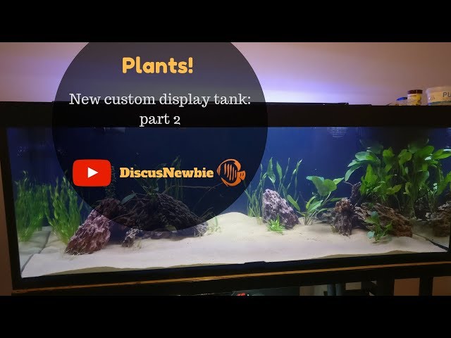 Aquascaping custom Discus Display tank