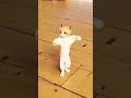 Cat Dance Mano Billi