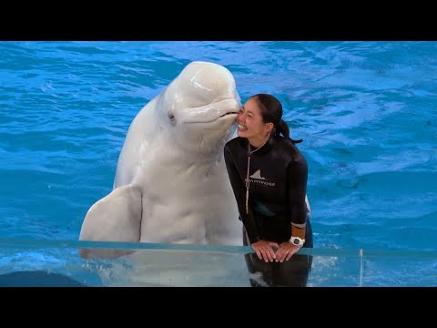 Spectacle de bélugas au yokohama hakkeijima sea paradise 【4k】