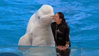 Beluga Whale Show At Yokohama Hakkeijima Sea Parad