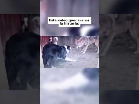 Un border collie y un gato defienten a dos cabritas de un lobo ❤️‍🩹 #pets #cat #perros