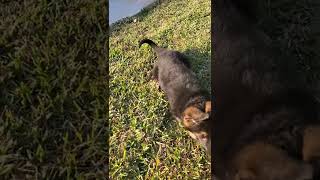 German Shepherd Puppies Videos