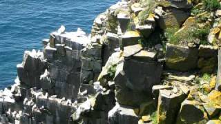 preview picture of video 'Cape St. Mary's Ecological Reserve - Part 3 of 5'