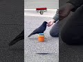 Clever Crows: The Bird Brains That Are Anything But #crow #bird #intelligence