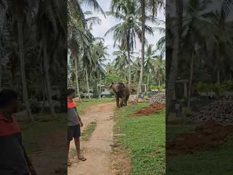 ඉදලා ඉදලා නටමු කිව්වම ගංගා කෙල්ලගෙ සතුට😍❤️