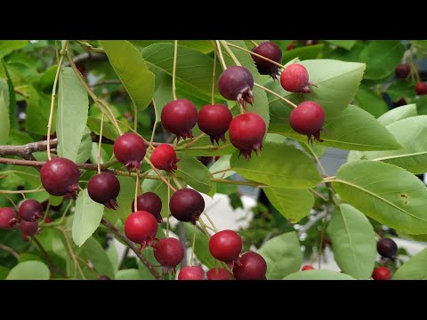 Tasty Juneberries (Amelanchier sp)