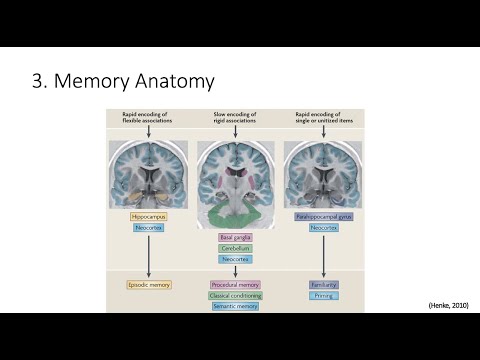 7.3. Memory Anatomy, Fundamentals of Cognitive Neuroscience Course, Session 7, Part 3