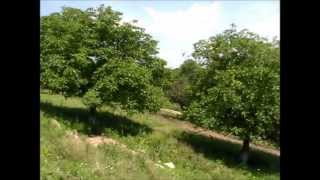 preview picture of video 'Despre shemele de plantare ale nucului'
