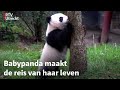 Fan Xing vliegt naar China: 'Eigenlijk woont ze al te lang bij haar ouders' | RTV Utrecht