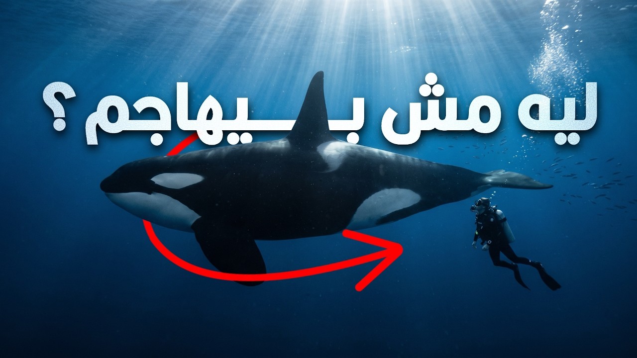 ليه حيتان الأوركا المرعبة بترفض تماماً تاكل أي إنسان؟