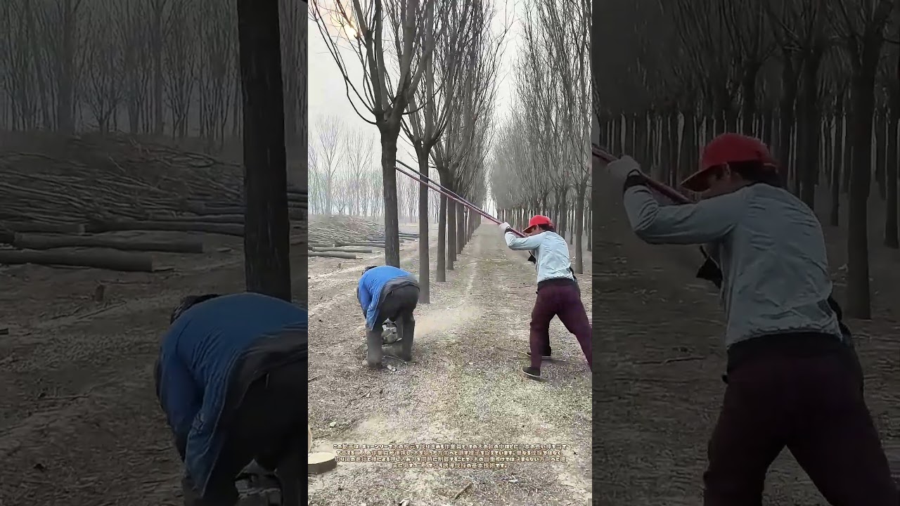 刃が進み、二本の棒が導く：狙い通りに倒すための共同伐採