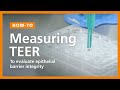 How to Perform a TEER Measurement to Evaluate Epithelial Barrier Integrity in ALI Cultures
