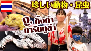 珍しい動物・昆虫のイベントでヘビを触る!? サソリ、タランチュラ、ホワイトライオン、ハリー・ポッターの様な世界観