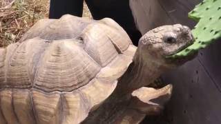 Sulcata tortoise eating nopales (cactus paddle)