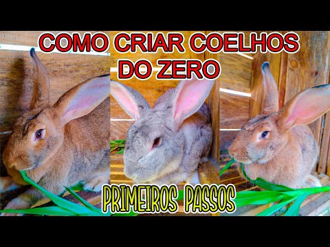 , title : 'COMO CRIAR COELHOS DO ZERO ! - PRIMEIROS PASSOS #1 / Mini Sítio'