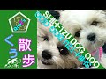 シーズー犬Qooちゃん くぅ散歩 成犬 大人 に成っただ ワン