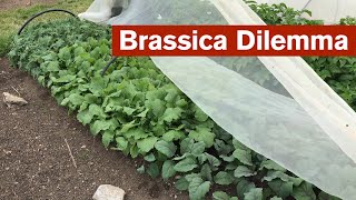 The Brassica Dilemma