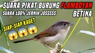 Download lagu Suara Pikat Burung Flamboyan Betina | MP3 Suara Pikat Flamboyan Dihutan Alami mp3
