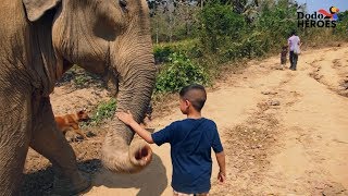 Boy Is Growing Up Rescuing Elephants | The Dodo by The Dodo
