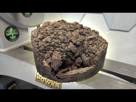 COW DUNG Surprise! : Woodturning a Stunning Black Locust Burl Bowl