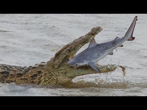 SALZWASSER-KROKODIL ─ Sogar Haie und Tiger fürchten dieses Monster