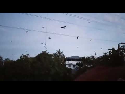 Migration video of a crow