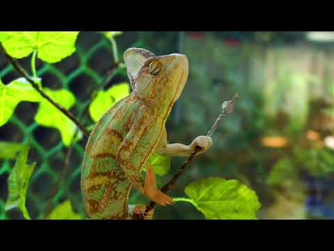 Unique Animals Collection