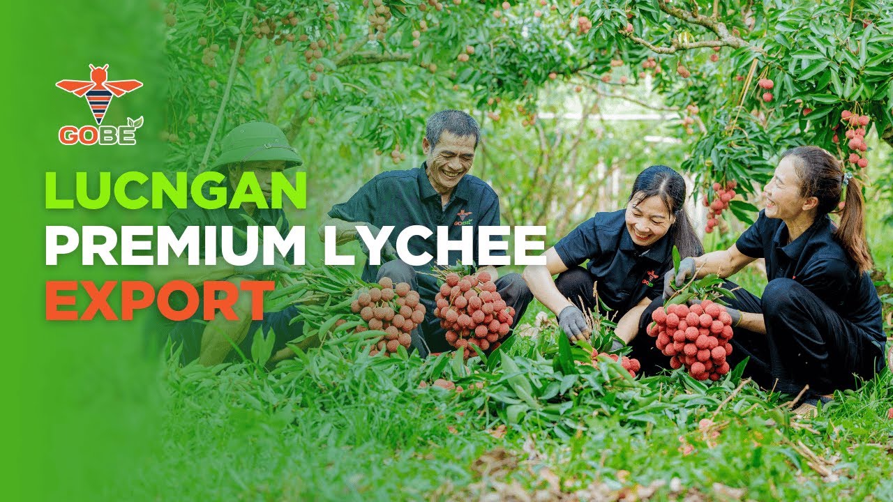 Luc Ngan Lychee Harvest | Vietnam Premium Lychee Export by GoBe