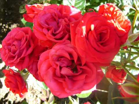 Yaloqu Sa Luvuci Mai