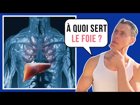 Tout savoir sur le Foie