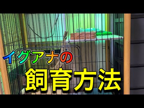 イグアナ イグアナ