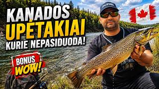 Canada fishing [2] Ferocious brown & rainbow trout | Bow River #browntroutfishing #troutfishing