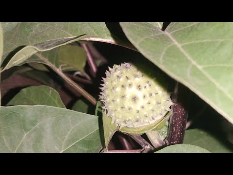 Datura poisonous plants