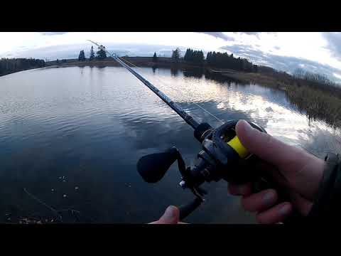 Щука и окунь спиннингом на отводной поводок и живца