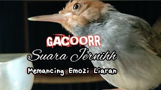 Download lagu prenjak gacor suara jernih tarung paling ampuh bikin liaran nyaut mp3